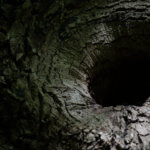 Black Hole