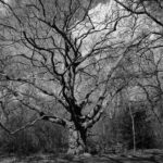 The Veins of Life