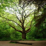 The Queen of the Forest