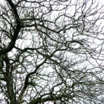 The Veins of Life 2
