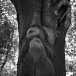 The Chief of the Forest