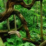 Gandalf in the Forest